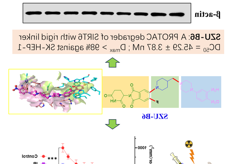 医学部朱卫国教授团队在Journal of Medicinal Chemistry发表SIRT6小分子降解剂SZU-B6抗肝癌研究成果